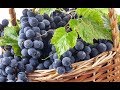 Рецепт вина из винограда просто и вкусно