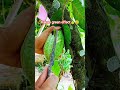 the kakao sap TAPPING PROCESS #fypシ #trending #process #viralvideo #satisfying