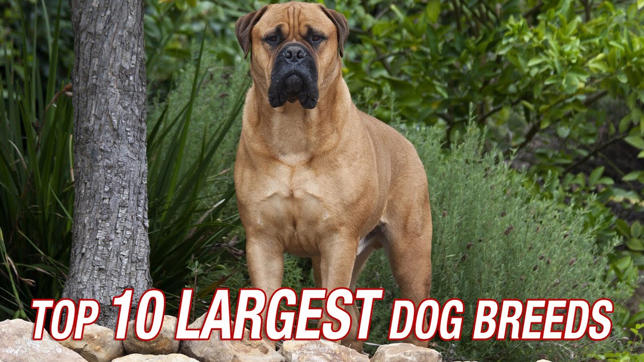 how big is the biggest dog breed