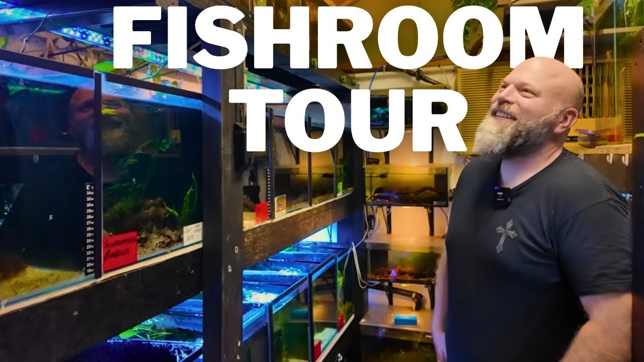 This AMAZING Fishroom is Full of Rare Fish (Killifish, Corydoras and Wild Bettas) Full Tour