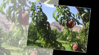 Grand Junction Realty Finder - Grand Junction Home Search - Grand Junction Property Finder