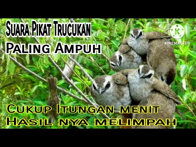 Suara Pikat Burung Trucukan VS Burung Prenjak Anakan||Dijamin Ampuh 100%||Anti Zonk||Suara Jernih class=