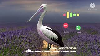 Download lagu Abe Yar New Sms Ringtone Funny Ringtone Alarm Ringtone Call Ringtone Notificatio Mp3 Video Mp4
