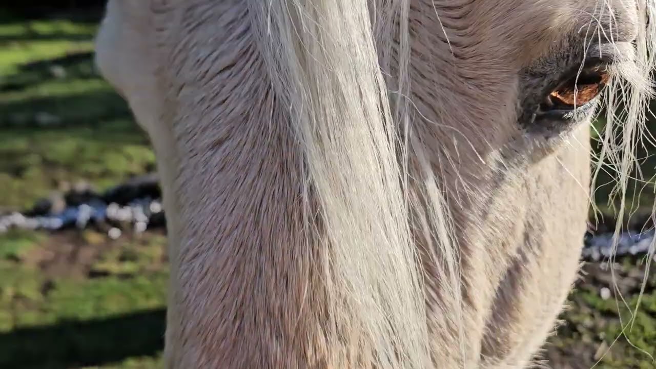 Horse Herd Leader Apollo Balachandra in Sun
