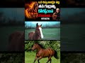 ఒక చిన్న అబద్ధం వల్ల తన గుర్రాన్ని కోల్పోయిన యజమాని | Best Motivational Story #motivation