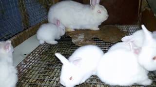 ЖИВЬЁМ Крольчиха съела крольчат ЖИВЬЁМ Крольчиха съела крольчат