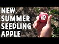 Tasting a New Summer Ripening Apple Seedling