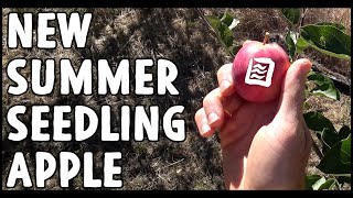 Tasting a New Summer Ripening Apple Seedling