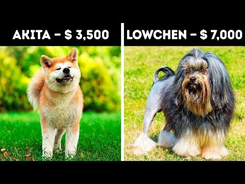 20 Expensive Dogs Only 1% Can Afford