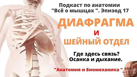 Диафрагма и шейный отдел. Дыхание и осанка.