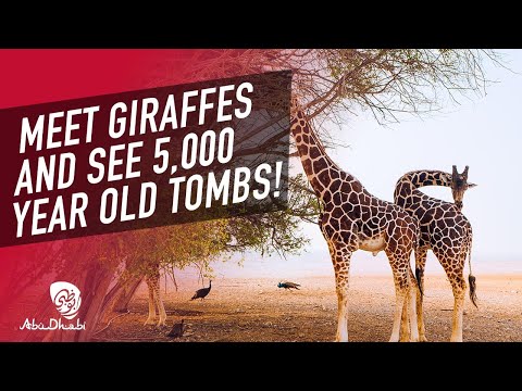 Feed friendly giraffes! | Al Ain Zoo | Visit Abu Dhabi