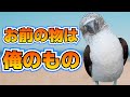 カツオドリ、カツアゲされる