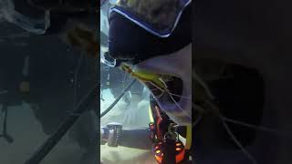 Diver Gets Deep Sea Teeth Cleaning By Shrimp