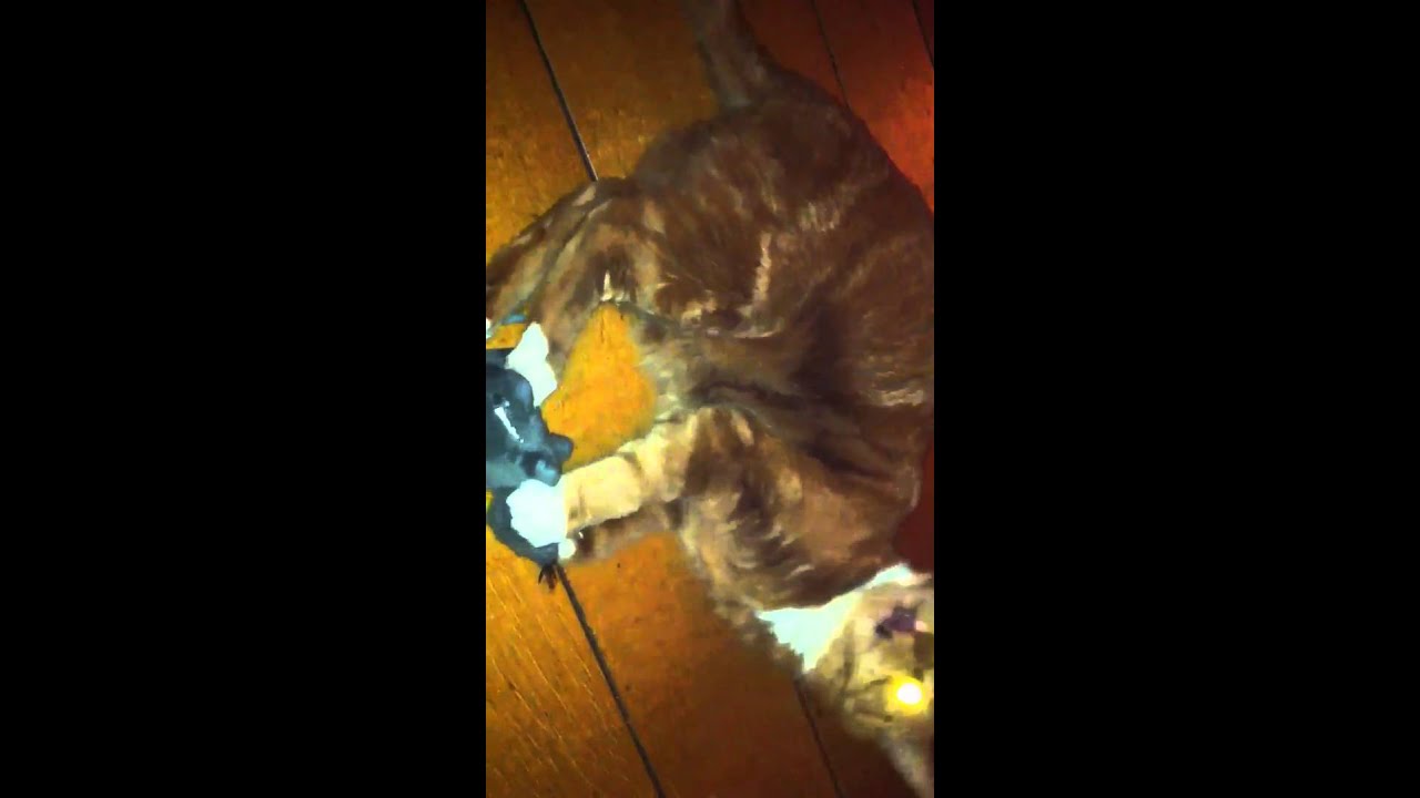 ouedkniss golf 7 Louis gaat los