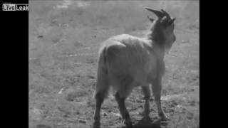 Footage Of Nerve Gas Testing On A Goat - 1964