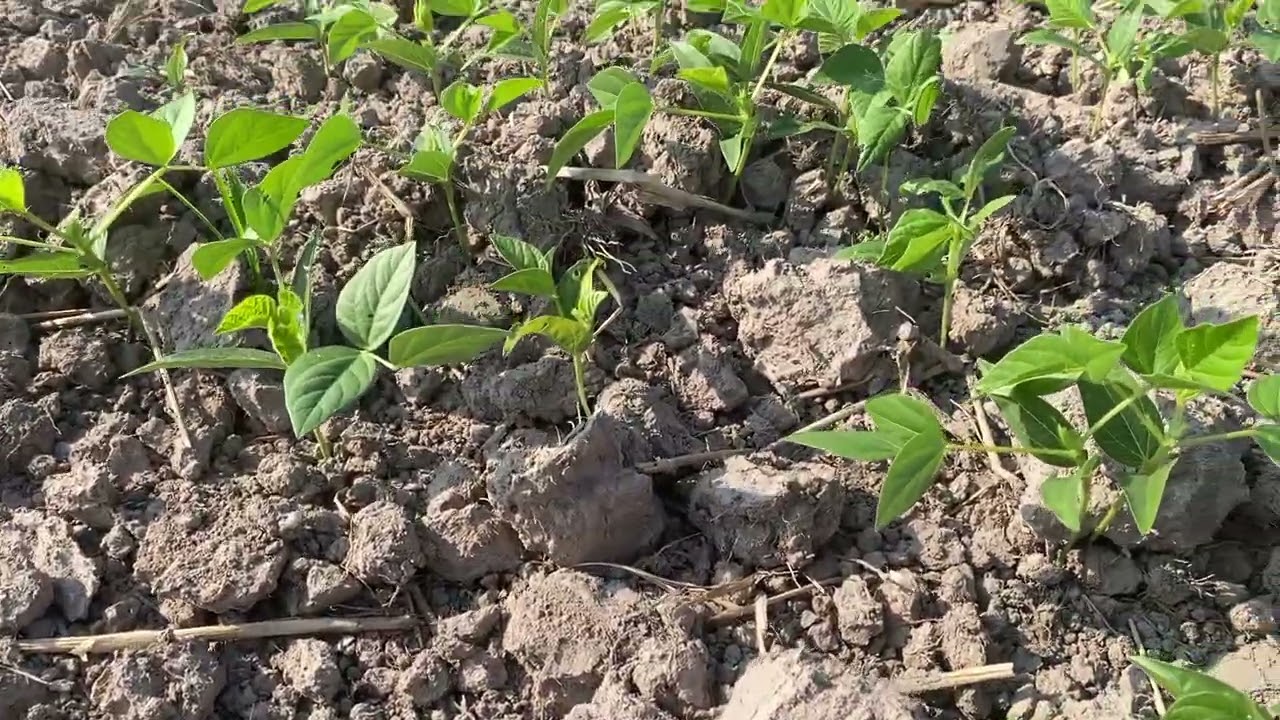 มาดูถั่วเขียวอายุ 20 วัน ￼