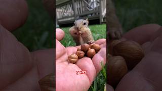 General Dinky Came Out Of His Command Post To Fill The Cheeks #Shorts #Dinky #Chipmunks #Cute
