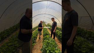 🍓 Siamo stati direttamente a Monteu Roero dal produttore delle fragole che trovate da noi 🚜