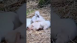 #swan babies subscribe "Luther Village's #birds