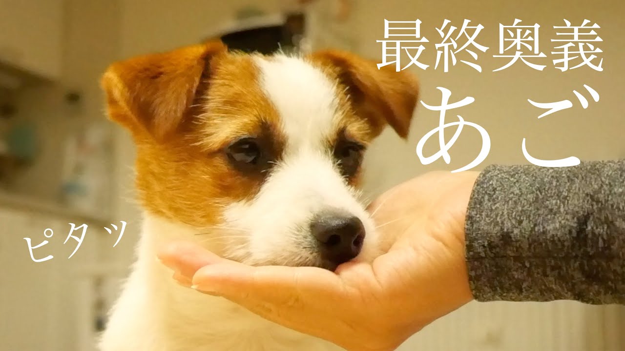 子犬の あご 練習可愛すぎwww ジャックラッセルテリア Puppy Youtube