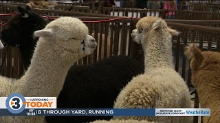 Great Midwest Alpaca Festival Returns To Alliant With All Things Alpaca