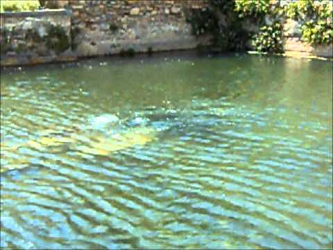 bagno vignoni siena la piazza dalla quale sgorga acqua termale a 50 circa