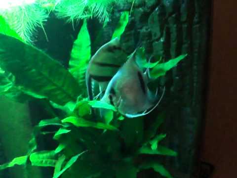 dwarf freshwater angelfish
