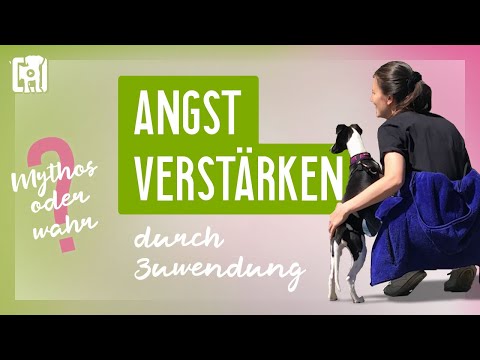 Video: Eine Liste der Nahrungsmittel, die für Hunde gut sind