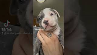 CHER #love #adoptdontshop #americanbully #petcareprovider #petcare #puppy #doghealth #pitbull #pet