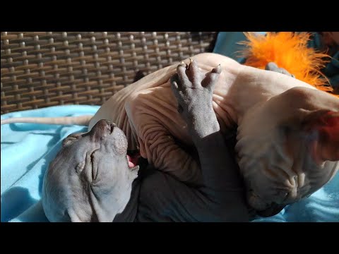 baby-kittens-playing-so-cute🔹soo-funny-&-lovely-|-don-sphynx