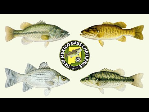 How to Identify the Four Species in the New Mexico Bass Challenge