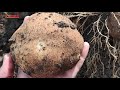Копаем и показываем урожай 14 сортов картофеля, проверенных годами и новых элитных