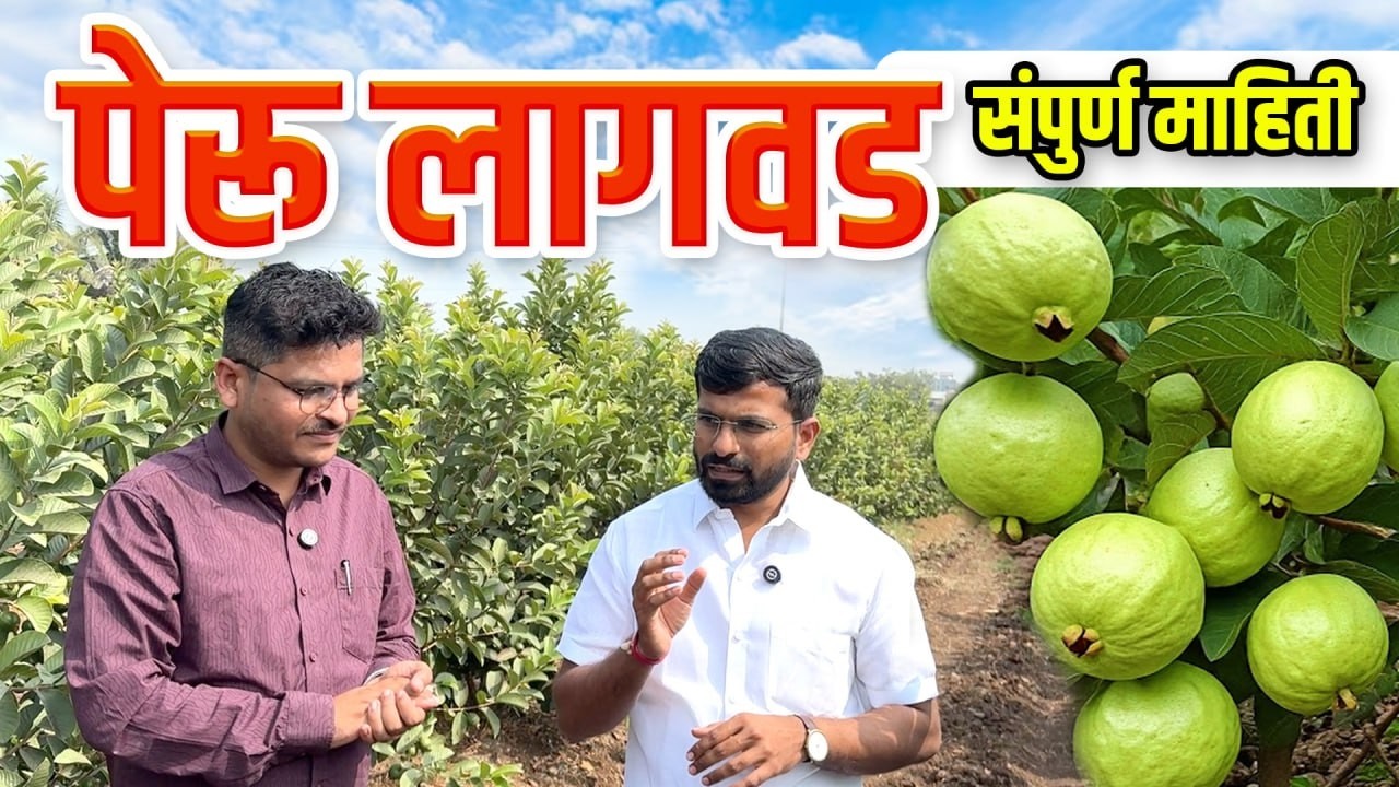 Peru Lagavad sanpurn mahiti l पेरू लागवड संपूर्ण माहिती