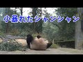 小暴れたシャンシャン