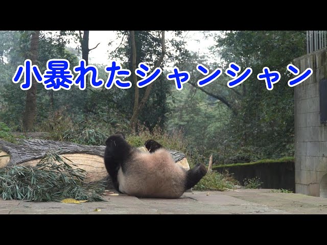 小暴れたシャンシャン - YouTube