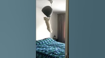 Những hành động đáng yêu của thú cưng - P37 #shorts