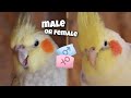 4 ways to determine the gender of a cockatiel *not all mutations