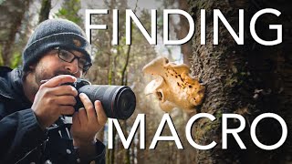 Finding Macro Photos in the Forest