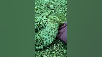 Bắt gặp con Ốc Khế đang bò đi săn mồi | Cảnh 86 #lặnbiển