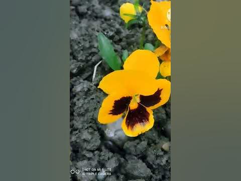 Квіти для елджернона - YouTube