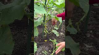 #cucumber Planting #Picking Cucumber #Planting Cucumber #Cucumber #Cucumber Planting Techn#c9305