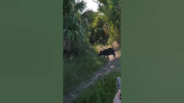 Big Florida Boars! Yes I got trigger happy, although 3 down! Good eats. #boar#floridapig#hunting#fyp