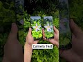 Moto Edge 60 Pro vs Realme 13 Pro Camera Test 📸