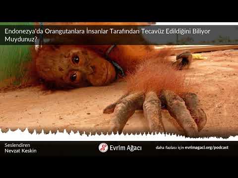 Endonezya'da Orangutanlara İnsanlar Tarafından Tecavüz Edildiğini Biliyor Muydunuz?
