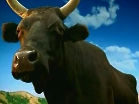 Real California Cheese Happy Cows Come From California 2004 TV Commercial HD