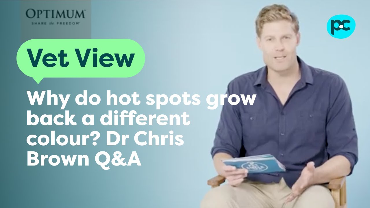 Does Hair Grow Back On Dog Hot Spots