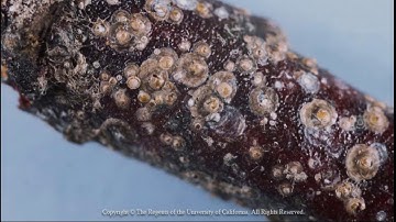 Identifying Fruit Tree Scale