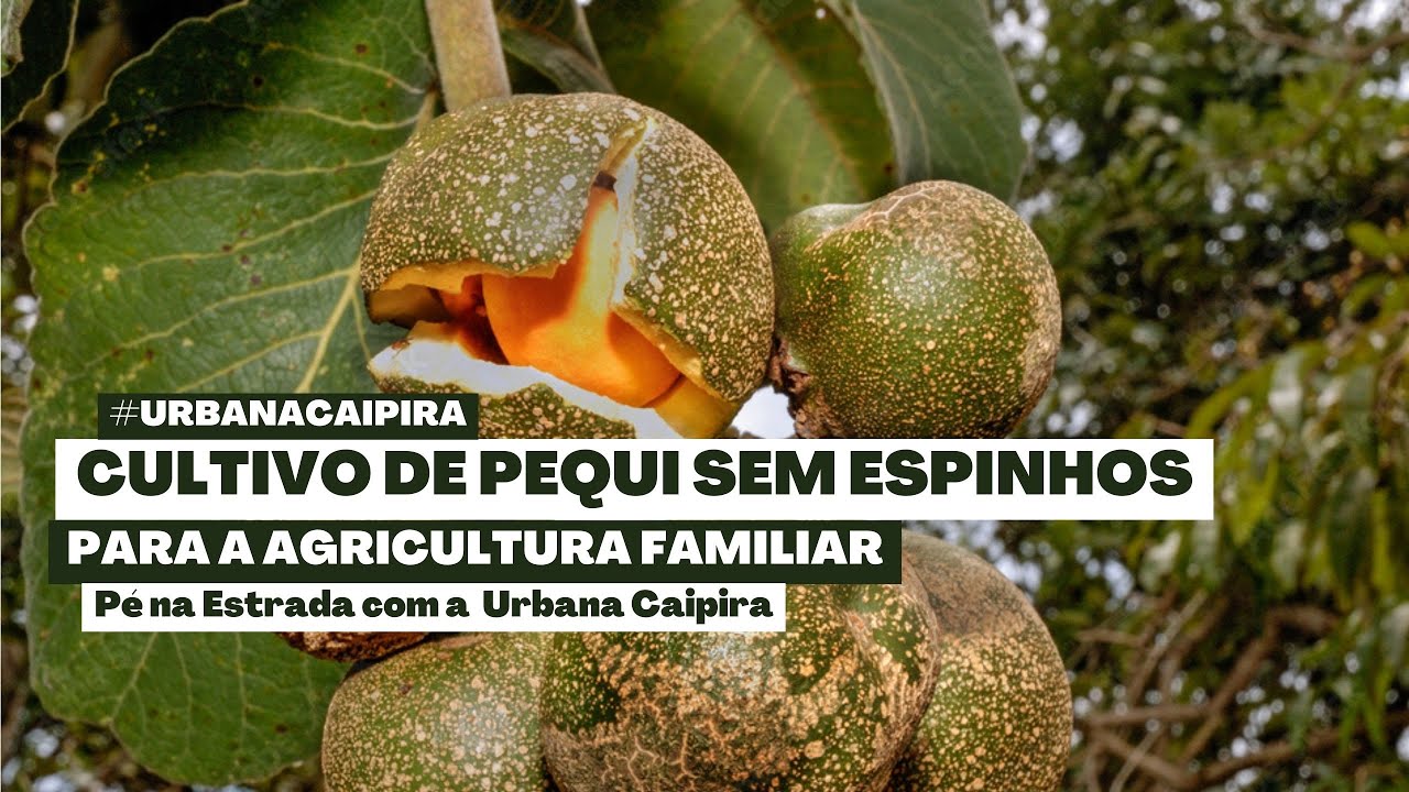 PRODUÇÃO DE PEQUI SEM ESPINHO SAIBA MAIS SOBRE ESSA CULTIVAR YouTube PRODUÇÃO DE PEQUI SEM ESPINHO SAIBA MAIS SOBRE ESSA CULTIVAR YouTube