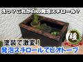 発泡スチロールで作るメダカのビオトープ【媛めだか】