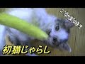 田んぼで拾った猫を育てる②